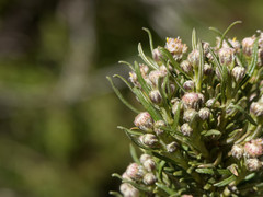 Baccharis grisebachii