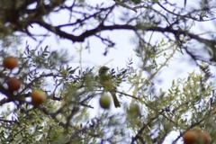Serpophaga griseicapilla