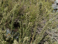 Baccharis grisebachii