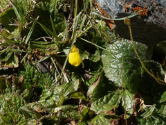 Calceolaria filicaulis luxurians