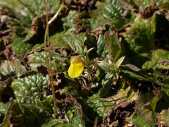 Calceolaria filicaulis luxurians