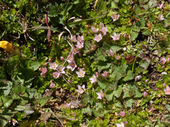 Lysimachia buxifolia
