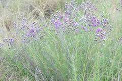 Vernonanthura nudiflora