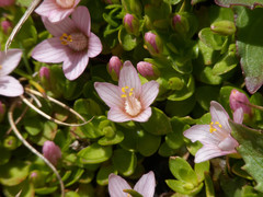 Lysimachia buxifolia