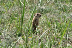 Spermophilus citellus