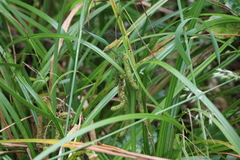 Carex geminata