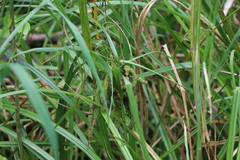 Carex geminata