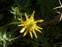 Ranunculus peduncularis