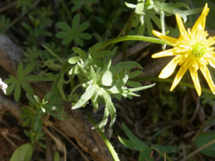 Ranunculus peduncularis