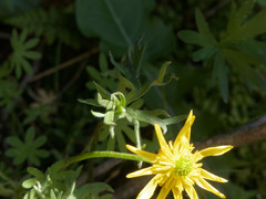 Ranunculus peduncularis