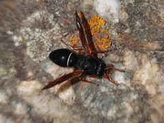 Hypodynerus vespiformis