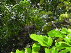 Choloepus didactylus