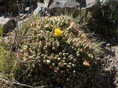 Maihueniopsis ovata