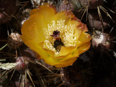 Trichothurgus laticeps