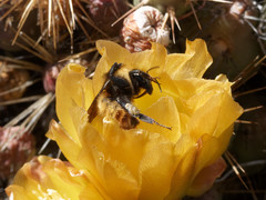 Bombus opifex