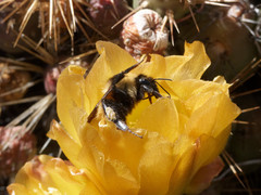Bombus opifex