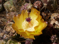 Maihueniopsis ovata