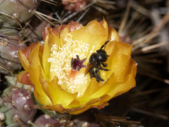 Trichothurgus laticeps