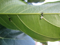 Camponotus formosensis