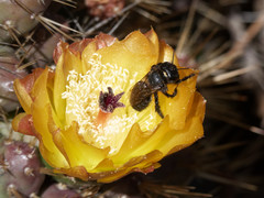 Trichothurgus laticeps