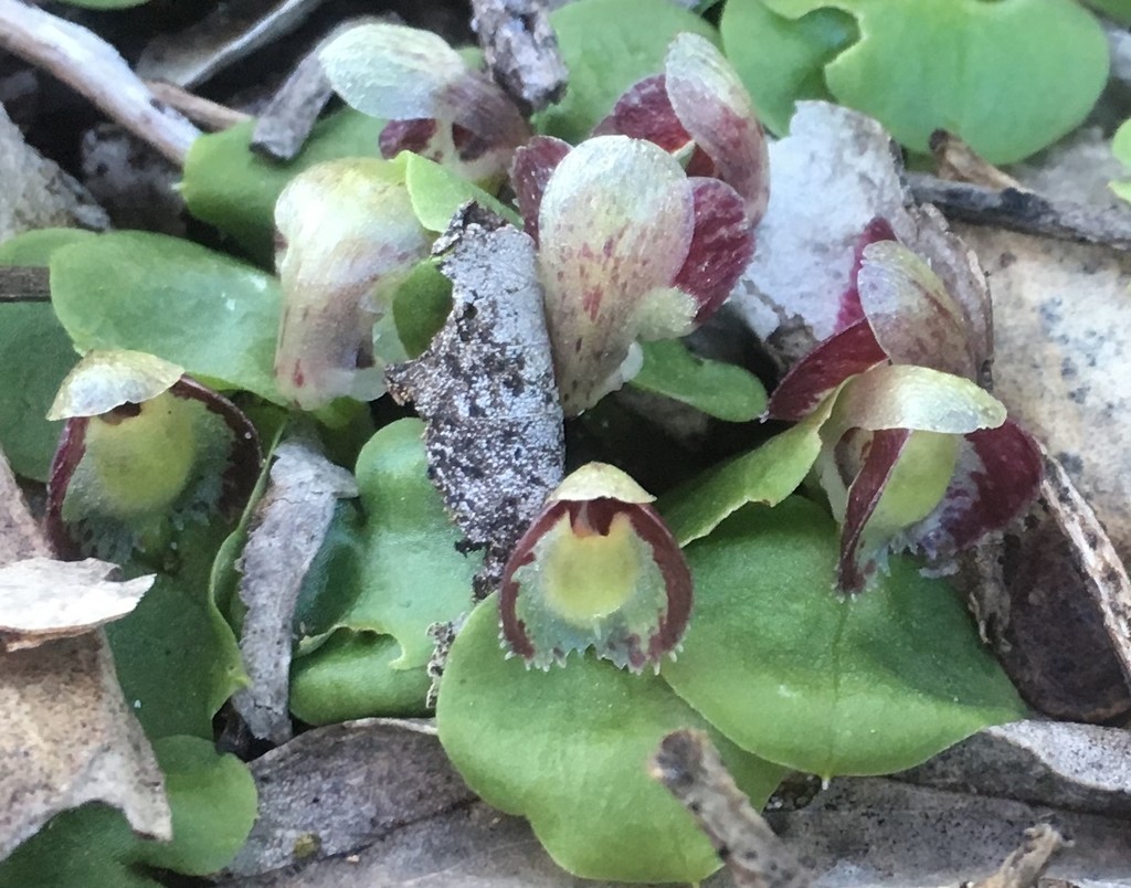 Crystal Helmet Orchid