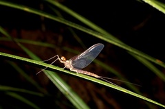 Ichthybotus hudsoni