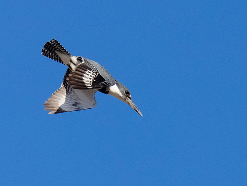 Belted Kingfisher photographed in South Carolina
