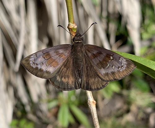 Florida Duskywing photo 2