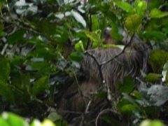 Choloepus didactylus