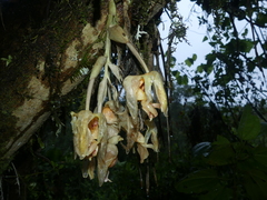 Stanhopea gibbosa