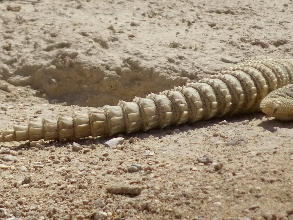 Egyptian Spiny–tailed Lizard