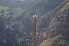 Espostoa utcubambensis