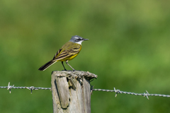 Motacilla flava iberiae