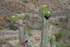 Browningia pilleifera