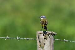 Motacilla flava iberiae