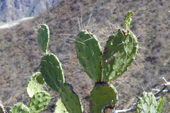 Opuntia quitensis