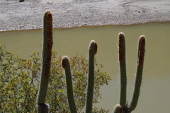 Espostoa mirabilis