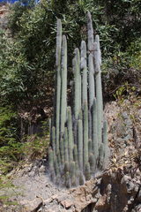 Espostoa blossfeldiorum