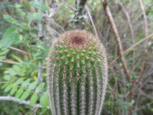 Espostoa utcubambensis