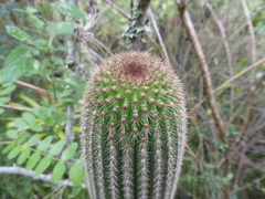 Espostoa utcubambensis