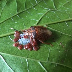 Antiteuchus sepulcralis