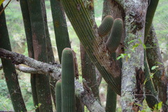 Espostoa utcubambensis