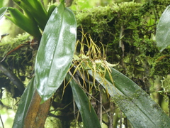 Brassia arcuigera
