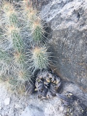 Selaginella lepidophylla