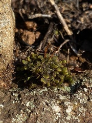 Fissidens bushii