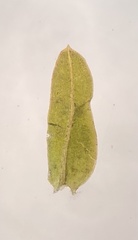 Fissidens bushii
