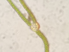 Fissidens bushii
