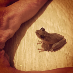 Scinax x-signatus
