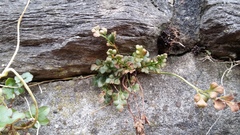 Asplenium ruta-muraria