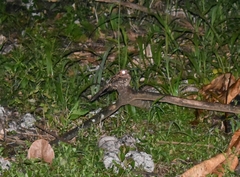 Nyctidromus albicollis